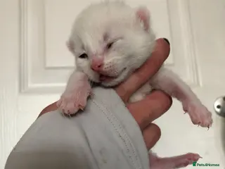 Mixed Breed cats kittens ready to leave in 8 weeks time - Advert 18