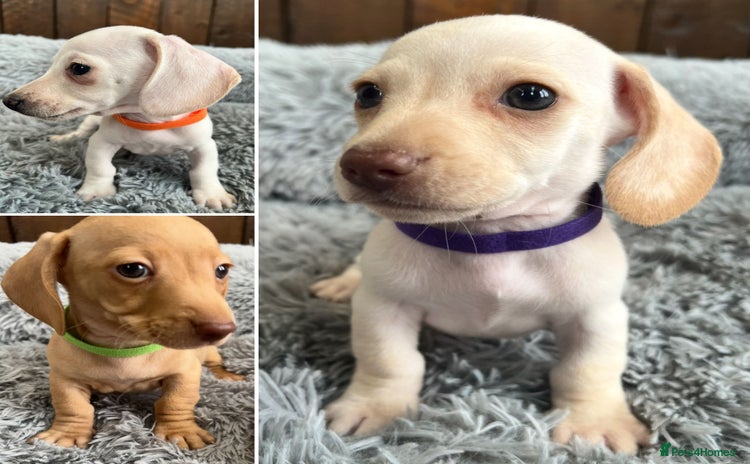 Miniature Dachshund dogs - Advert 6