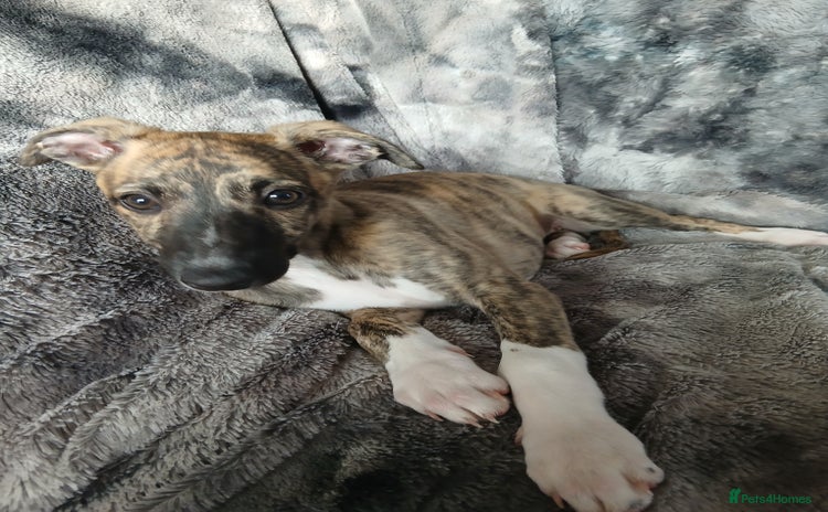 Whippet dogs - Advert 4