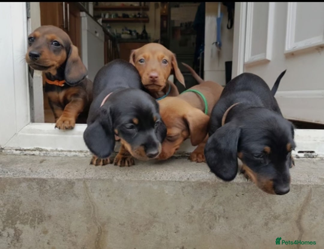 Miniature Dachshund dogs for sale: Miniature Dachshund Puppies  - Image 4