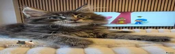 Maine Coon cats for sale: Maine coon kittens - Advert 23