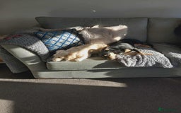 Mixed Breed dogs for adoption: Sweet Sophie  - Advert 4