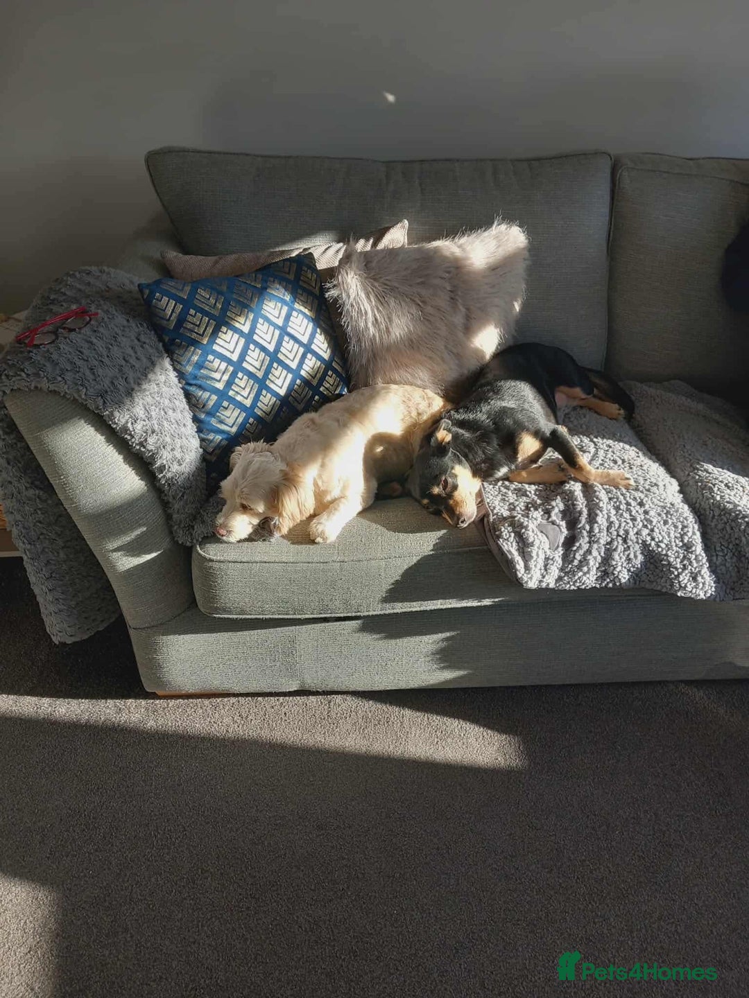 Mixed Breed dogs for adoption: Sweet Sophie  - Advert 4