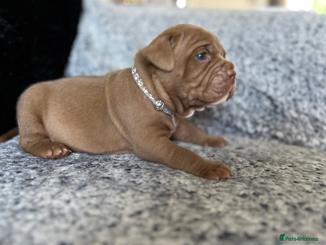 American Bully dogs for sale: Stunning pocket bullie’s  - Image 4