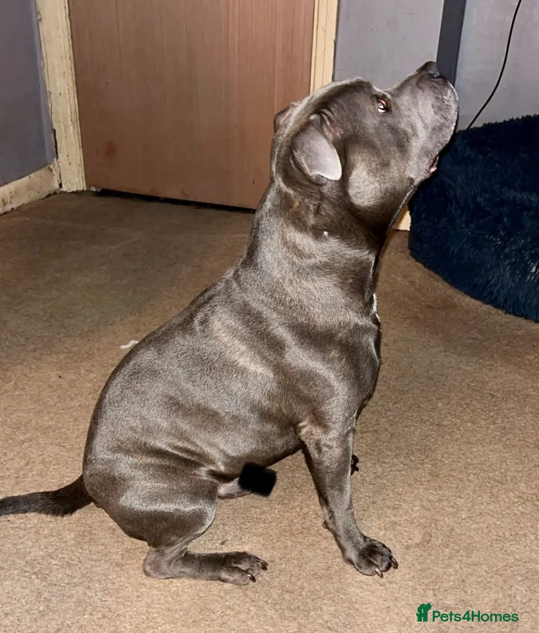 Staffordshire Bull Terrier dogs for stud: Blue staffy STUD in Chesterfield - Advert 7