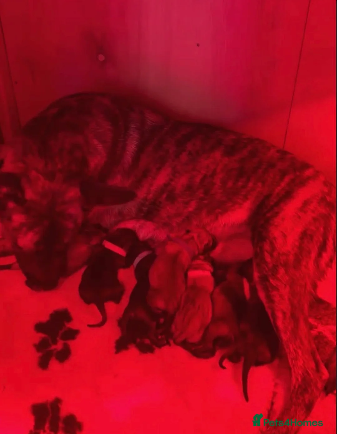 Belgian Shepherd Dog dogs for sale: Dutch Shepherd KNPV - Advert 2