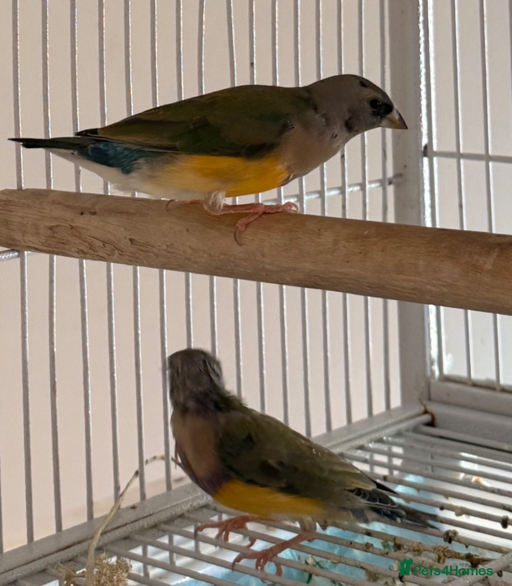 Finches birds  young male Blackhead Gouldians  Coloring Up! - Advert 2