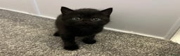 British Shorthair cats for sale: British Shorthair Cross Kittens - Advert 5