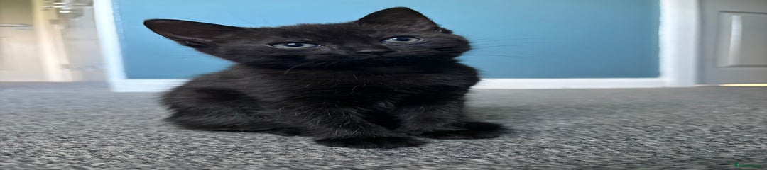 Russian Blue Kitten 2