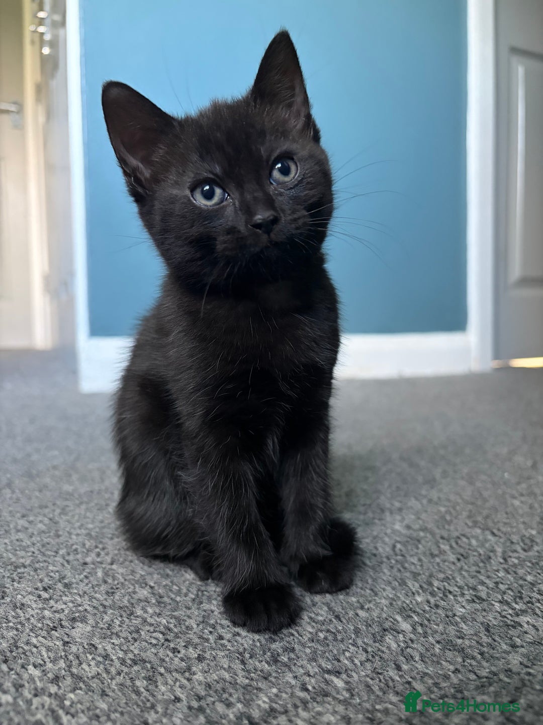 Russian Blue cats for sale: Part Ragdoll and Russian Blue Kittens for sale - Image 4