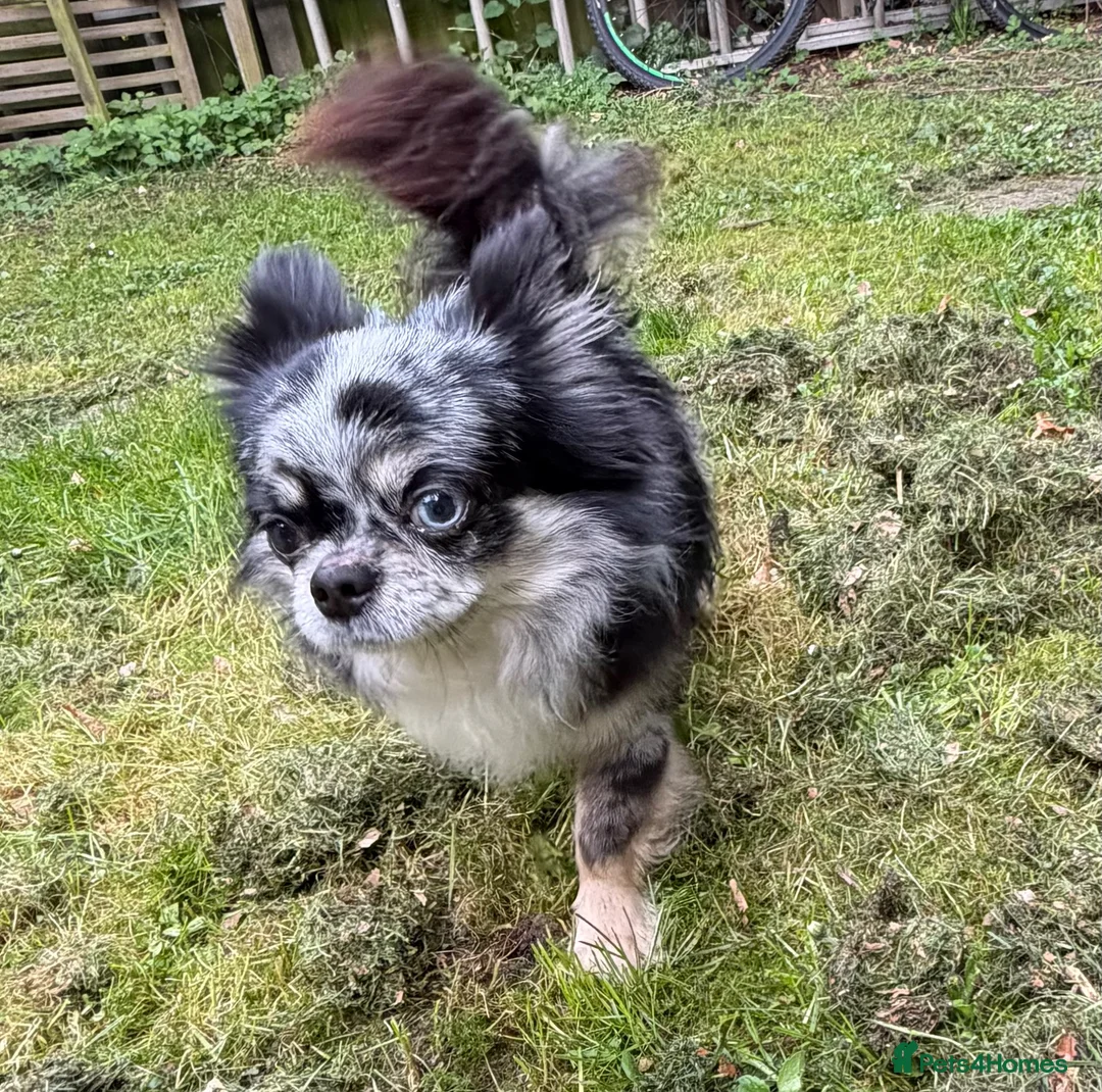 Chihuahua dogs for sale: Merle longhaired chihuahua stud dog  - Advert 5