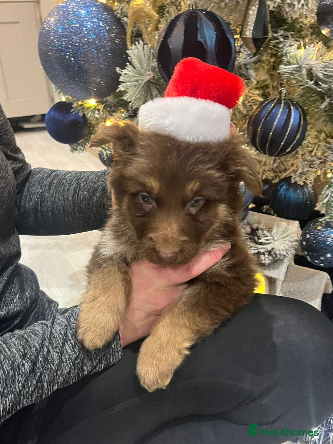 German Shepherd dogs for sale: Working KC GSD German shepherd puppies  - Advert 28