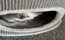 Ragdoll cats for sale: Adorable Ragdoll baby’s  - Image 2