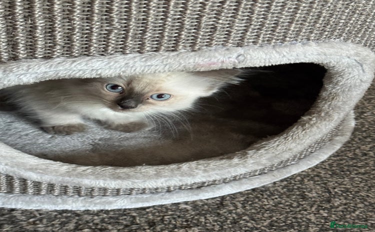 Ragdoll cats - Advert 8