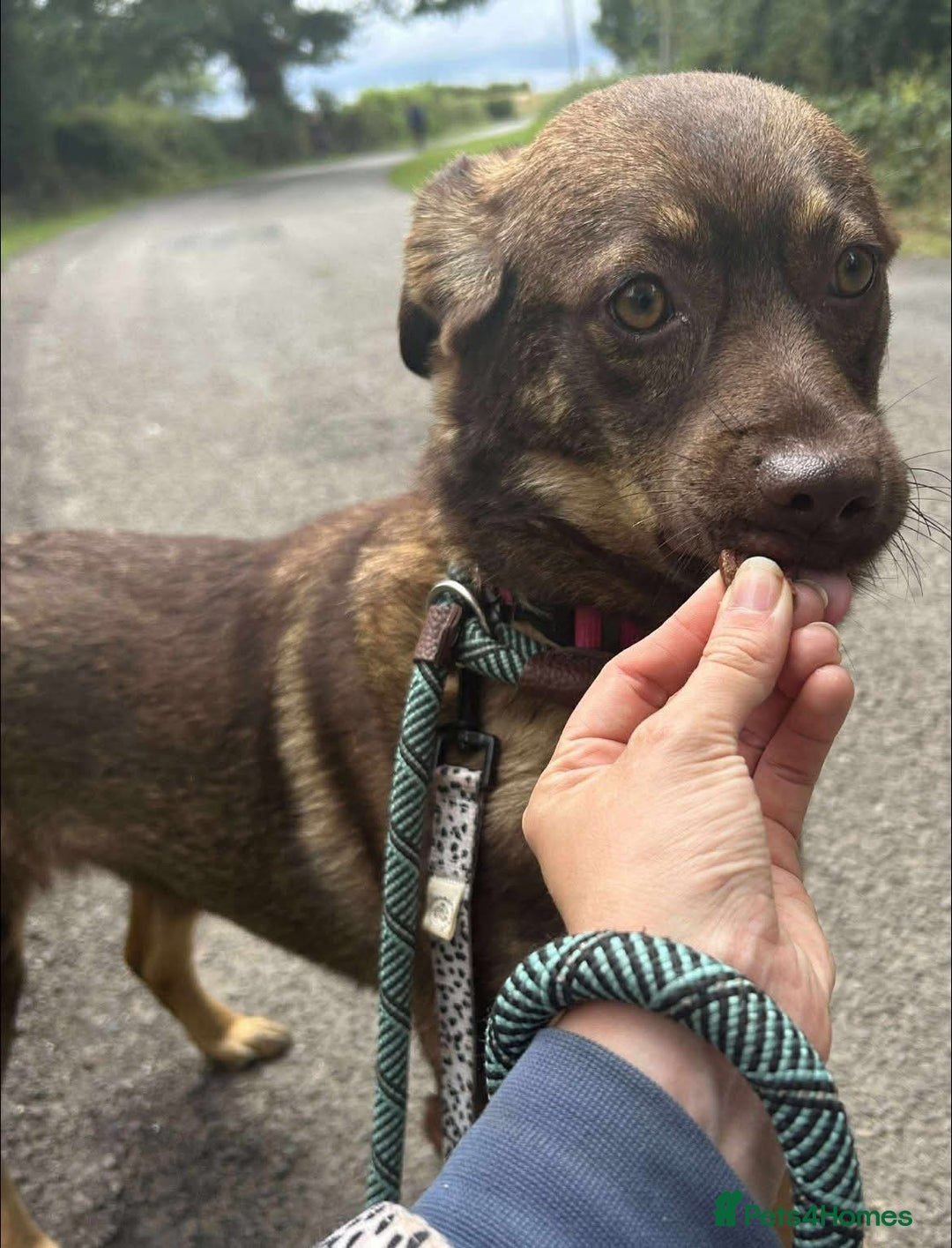 Mixed Breed dogs for adoption: Meet Heather, currently residing in Cheshire  - Image 2