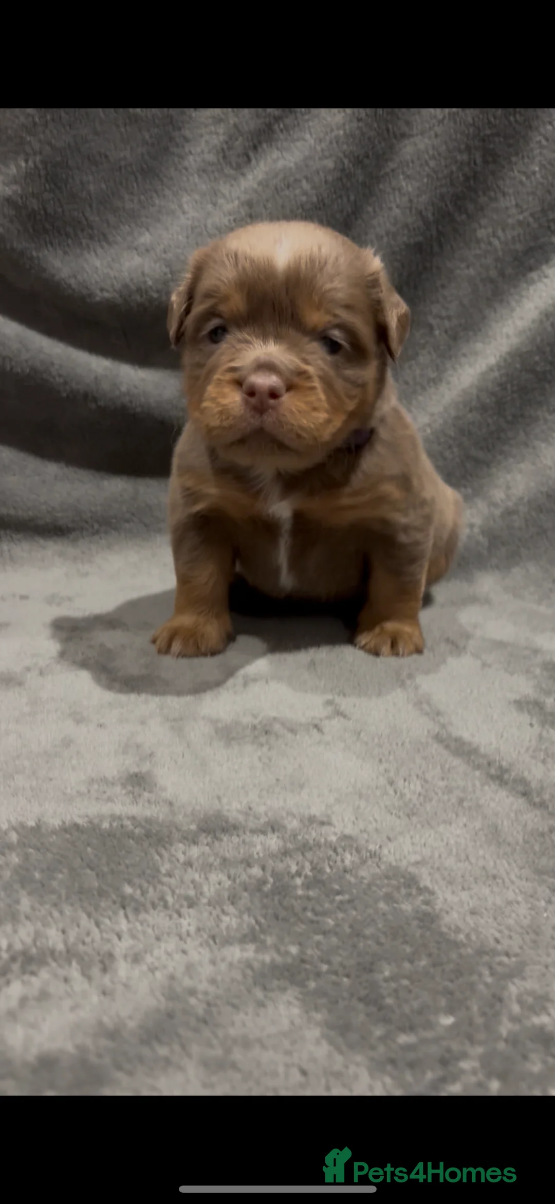 Olde English Bulldogge dogs for sale: Olde english ‘mammut’ bulldog  - Advert 4