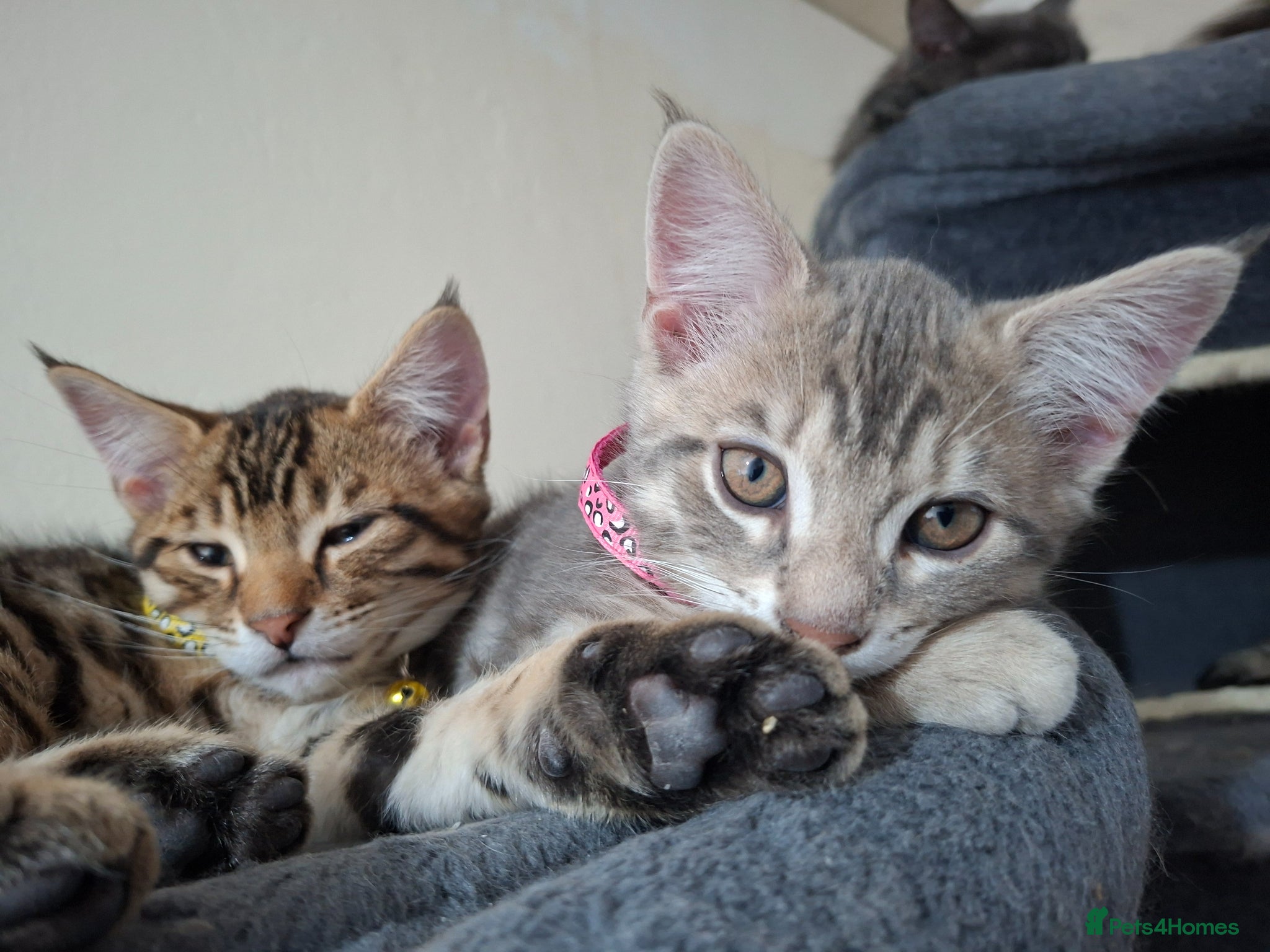 Mixed Breed cats 4 cool boys, ready to move in with their owner. - Advert 9