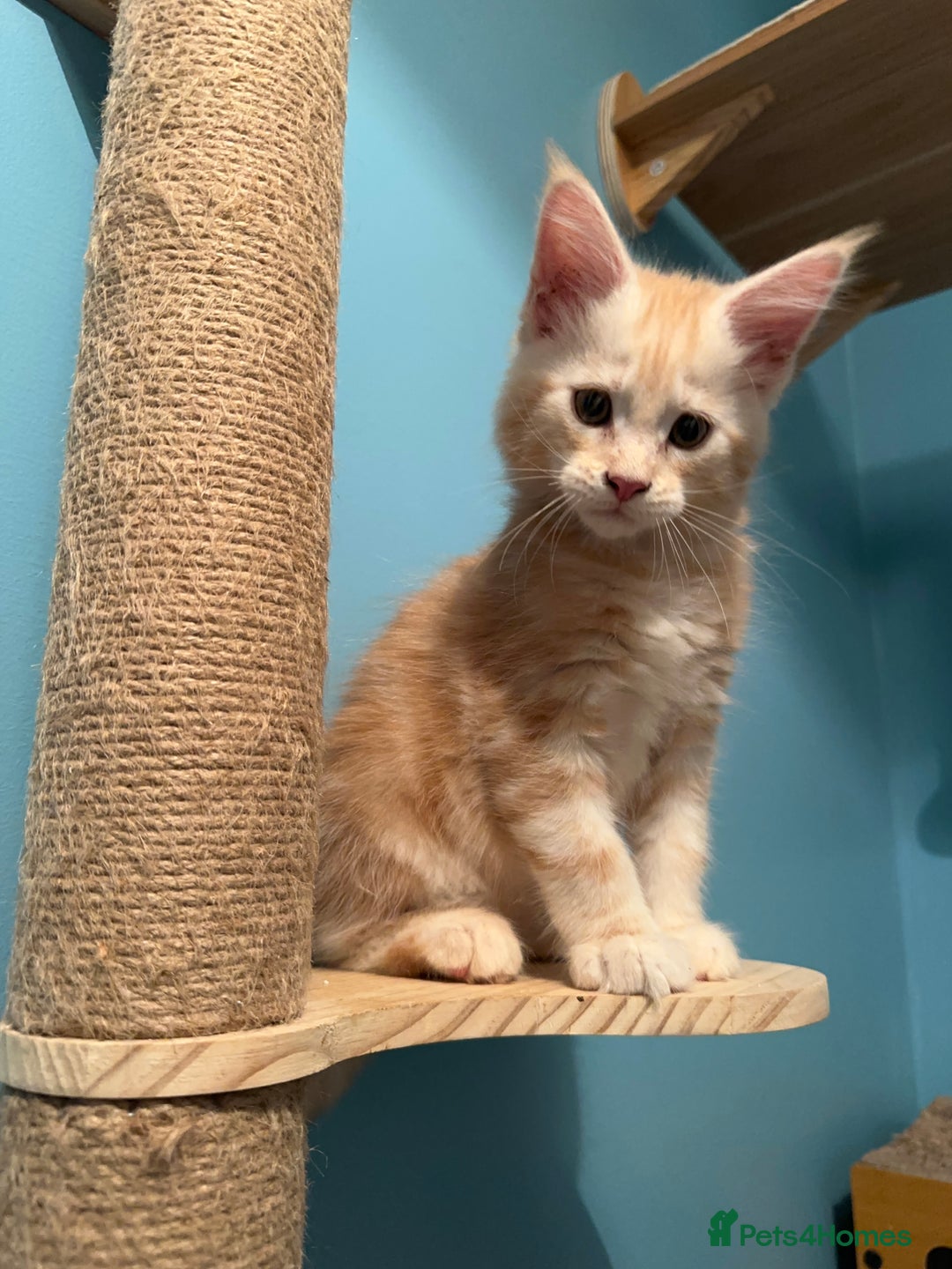 Maine Coon cats for sale: GCCF Registered Maine Coon Kittens *2 left* - Image 8
