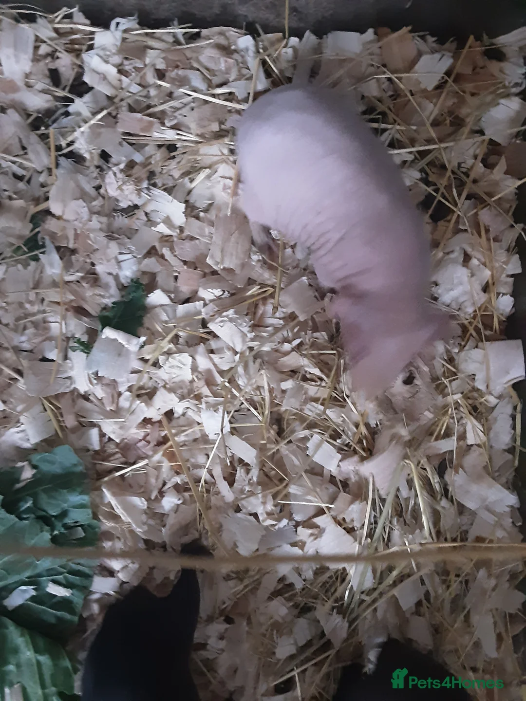 Guinea Pig rodents for sale: 3 male skinny pigs  - Advert 2