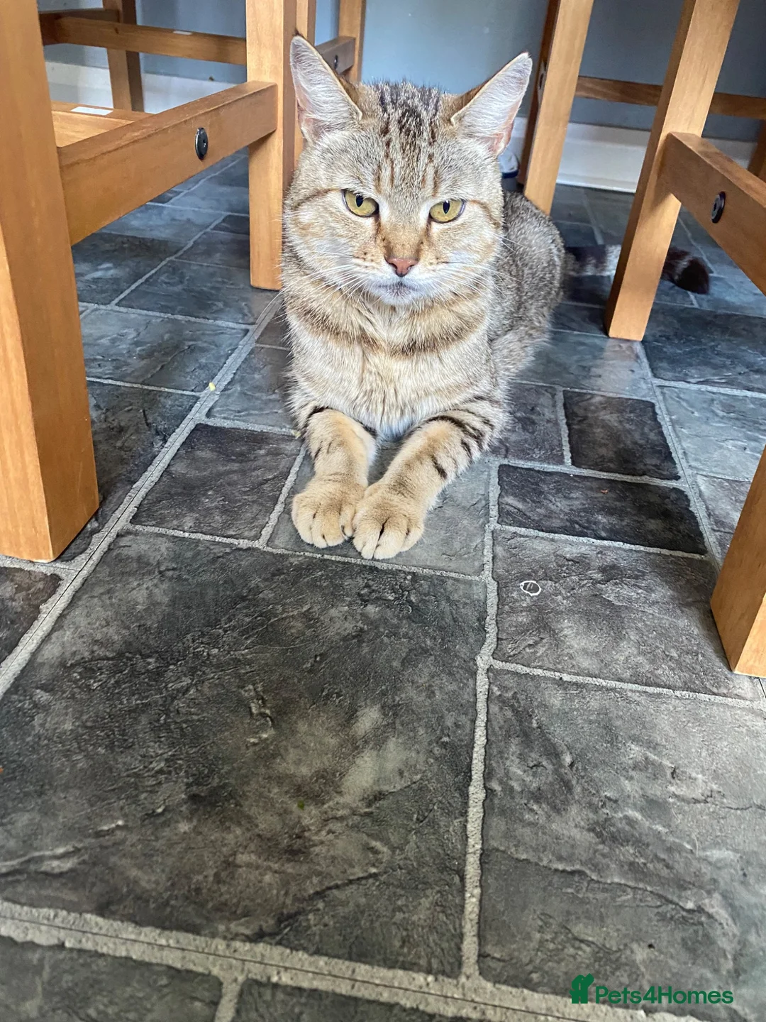Mixed Breed cats for sale: Beautiful fluffy kittens ready for there new home - Advert 2