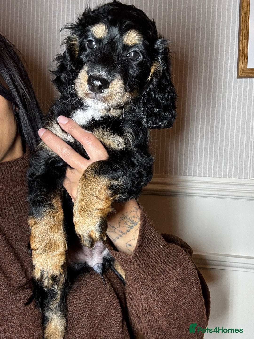 Mixed Breed dogs for sale: CHAMPION COCKAPOO - Advert 6