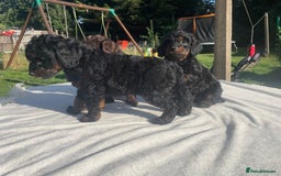 Cockapoo dogs for sale: Cockapoo Ready to leave now💕Only 1 boy left! - Image 6