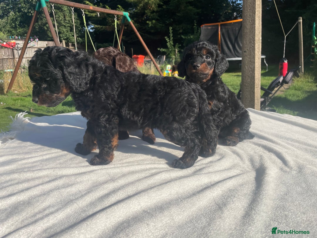 Cockapoo dogs for sale: Cockapoo Ready to leave now💕Only 1 boy left! - Image 6