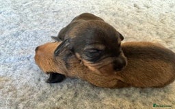 Dachshund dogs for sale: Short backed wire-haired dachshunds - Image 7