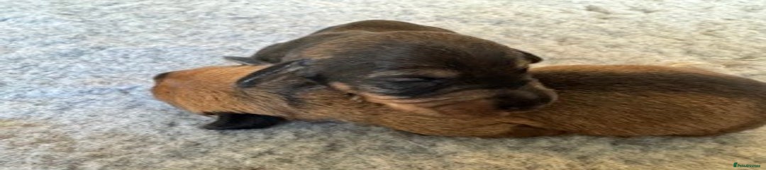 Dachshund Puppy 2