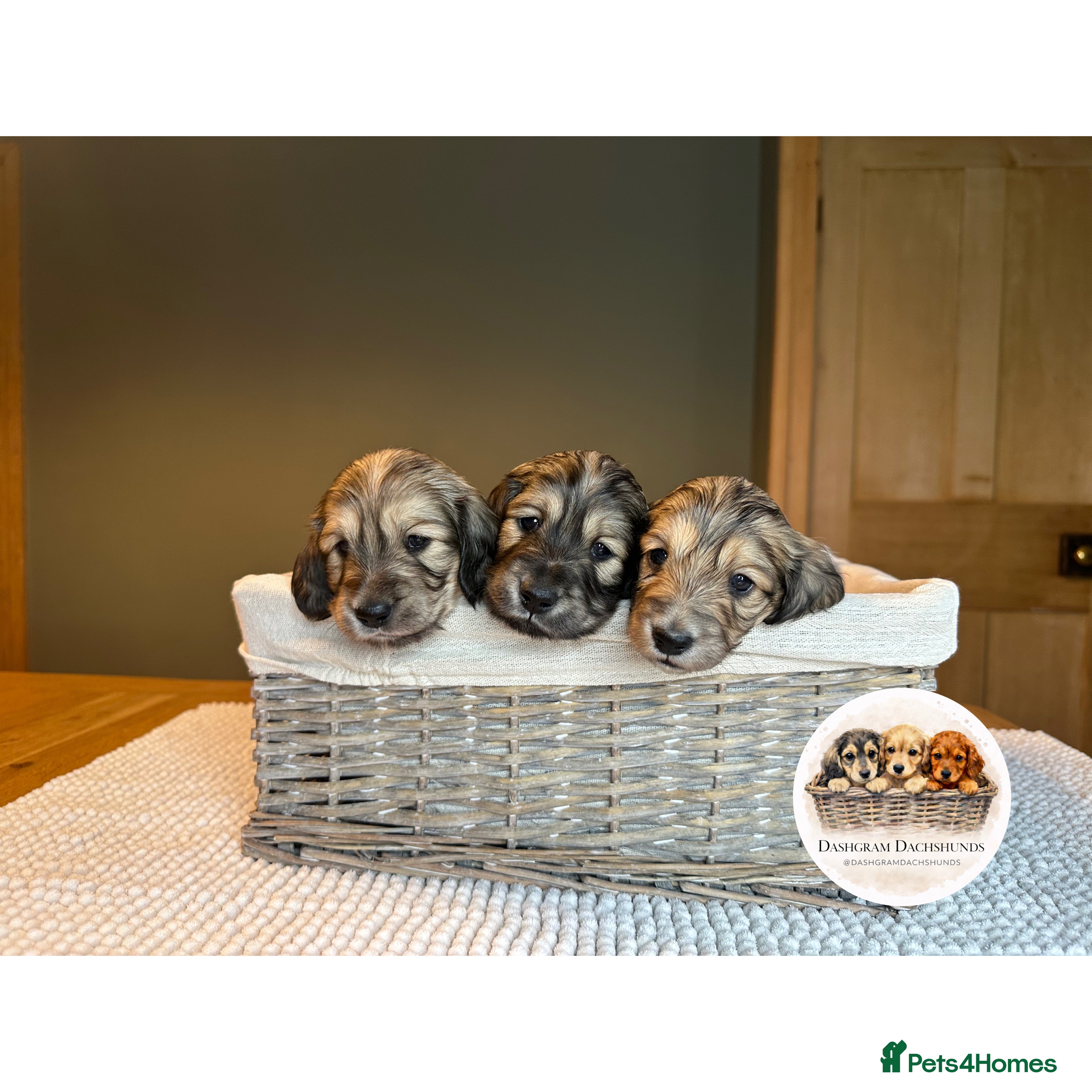Miniature Dachshund dogs KC Shaded Cream Miniature Dachshund Puppies - Advert 6