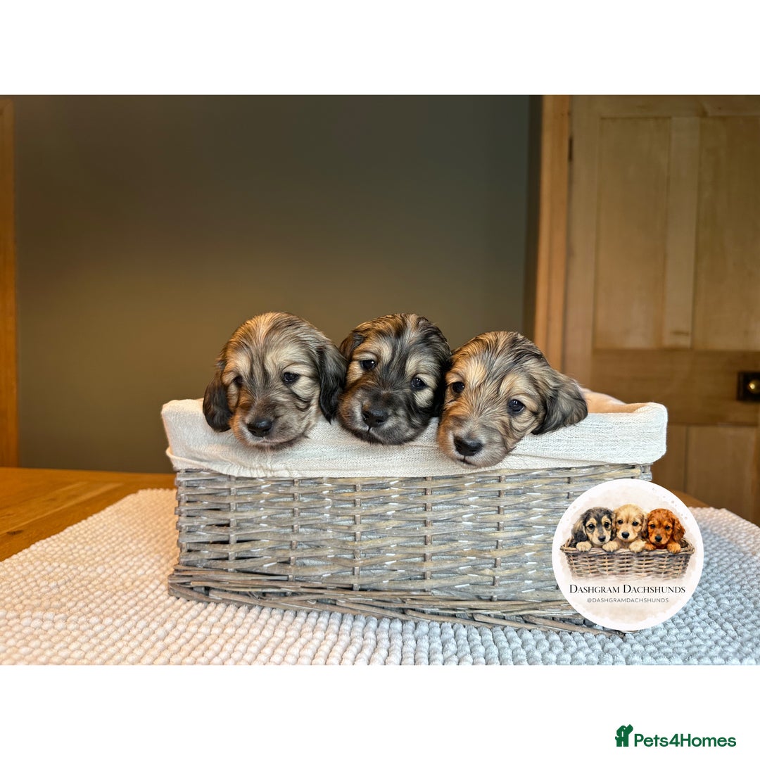 Miniature Dachshund dogs for sale: KC Long Haired Shaded Cream Miniature Dachshund - Advert 1