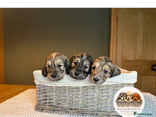 Miniature Dachshund dogs KC Long Haired Shaded Cream Miniature Dachshund - Advert 5