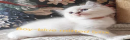 Ragdoll cats for sale: GCCF REGISTERED BEAUTIFUL RAGDOLLS KITTENS  - Advert 35
