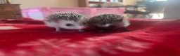 Pygmy Hedgehog rodents for sale: African Pygmy hedgehogs  - Advert 1