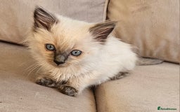 Ragdoll cats for sale: Ragdoll kittens 2 STILL LOOKING FOR LOVING HOMES - Image 14