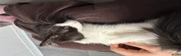 Mixed Breed cats for sale: Male and Female Kittens - Advert 19