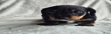 Miniature Dachshund 4