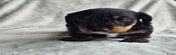 Miniature Dachshund dogs for sale: First generation Silky Wire Haired Mini Dachshund  - Advert 8