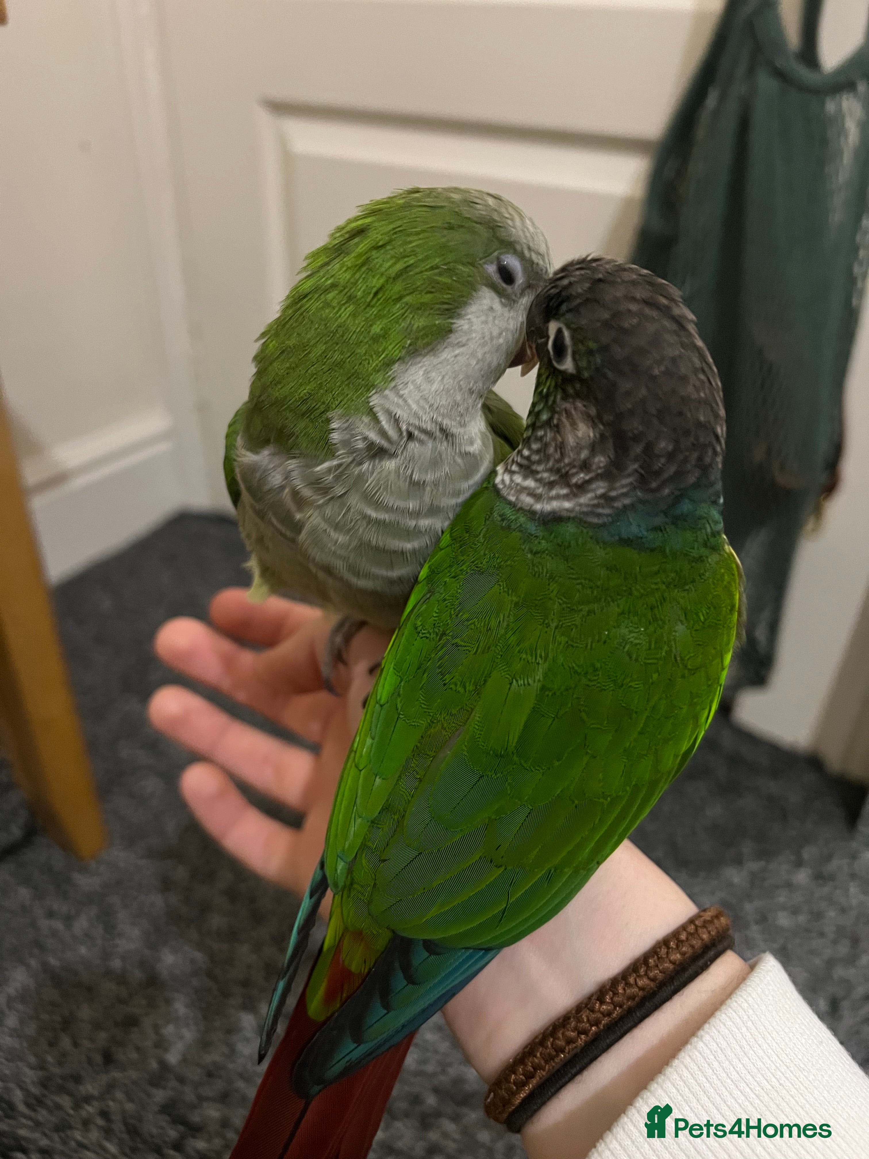 Mixed Breed birds Quaker and Green cheek conure to rehome  - Advert 4