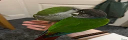 Mixed Breed birds for sale: Quaker and Green cheek conure to rehome  - Advert 1