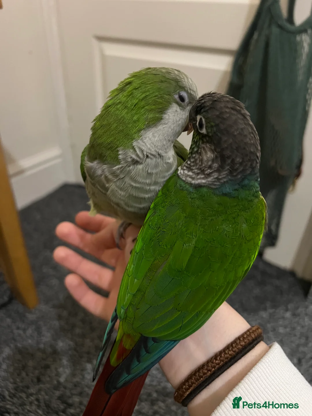 Mixed Breed birds for sale: Quaker and Green cheek conure to rehome  - Advert 1