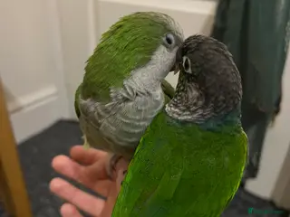 Mixed Breed birds Quaker and Green cheek conure to rehome - Advert 4