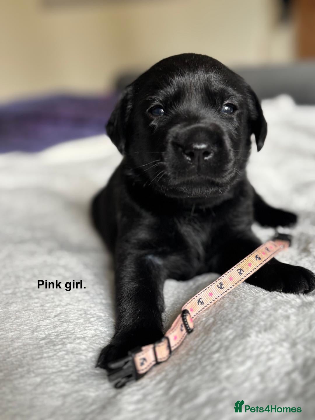 Labrador Retriever dogs for sale: Stunning litter of 8 Labrador puppies - Image 4