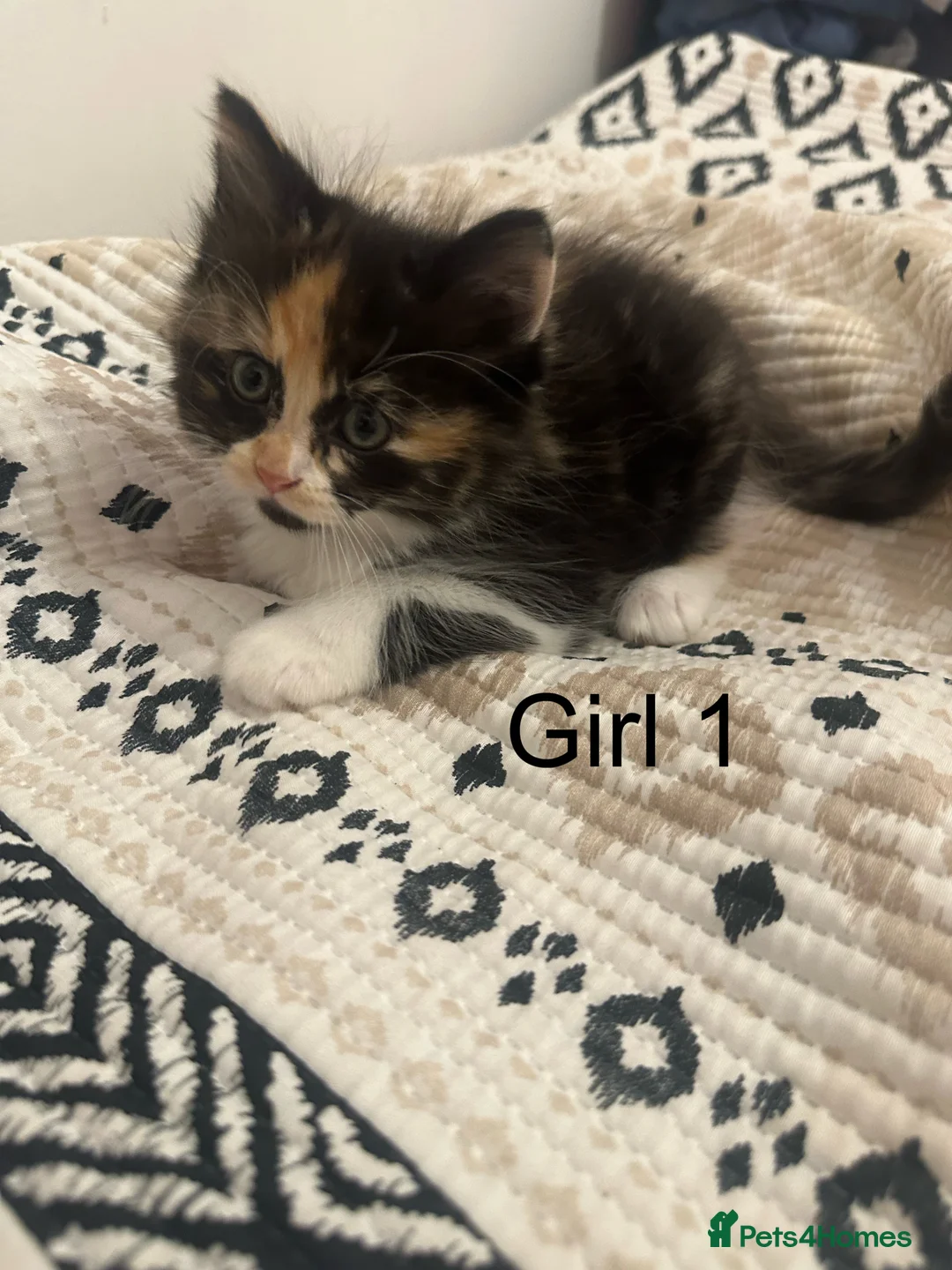 Ragdoll cats for sale: half ragdoll kittens for sale - Advert 4