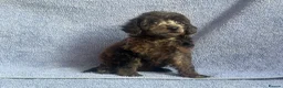 Miniature Poodle dogs for sale: 🌟🌟5 star licenced breeder🌟🌟 - Advert 12