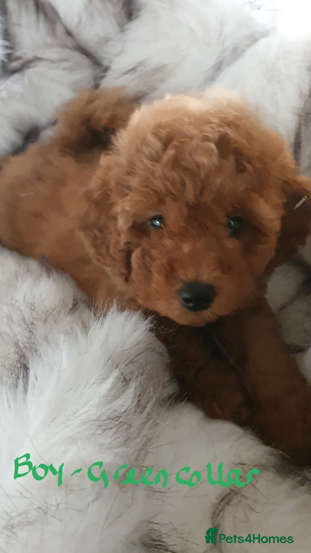 Toy Poodle dogs KC Toy Poodles red & black PRA clear READY NOW - Advert 1