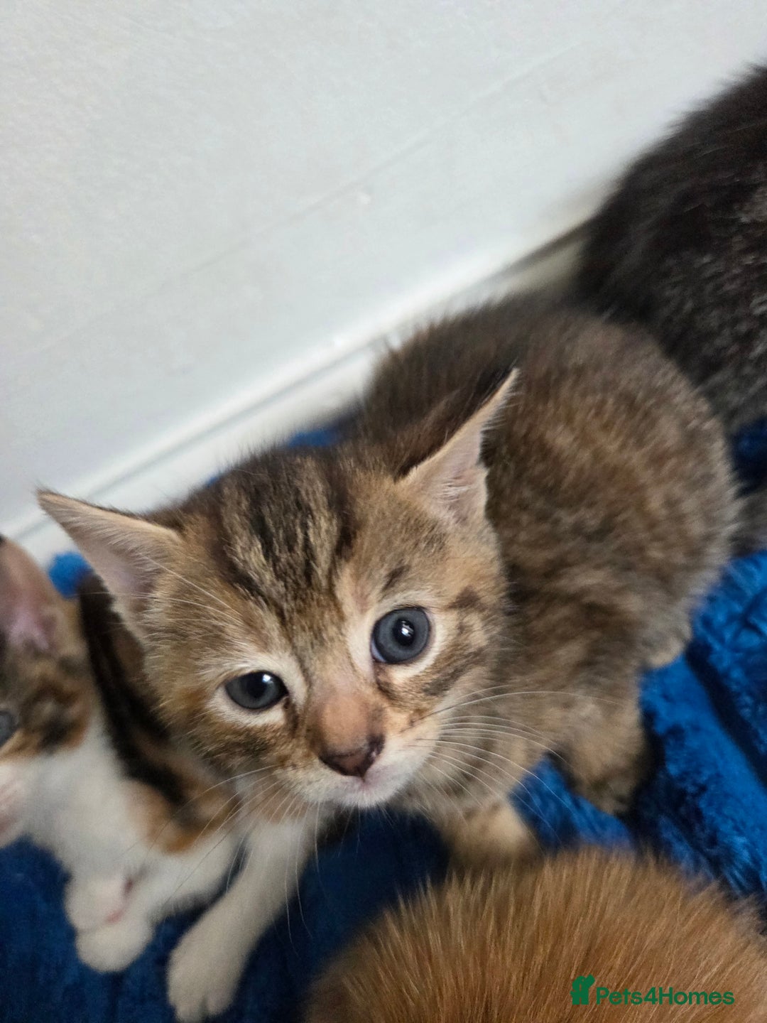 American Shorthair cats for sale: Gorgeous 8 Week Old Kittens - Image 12