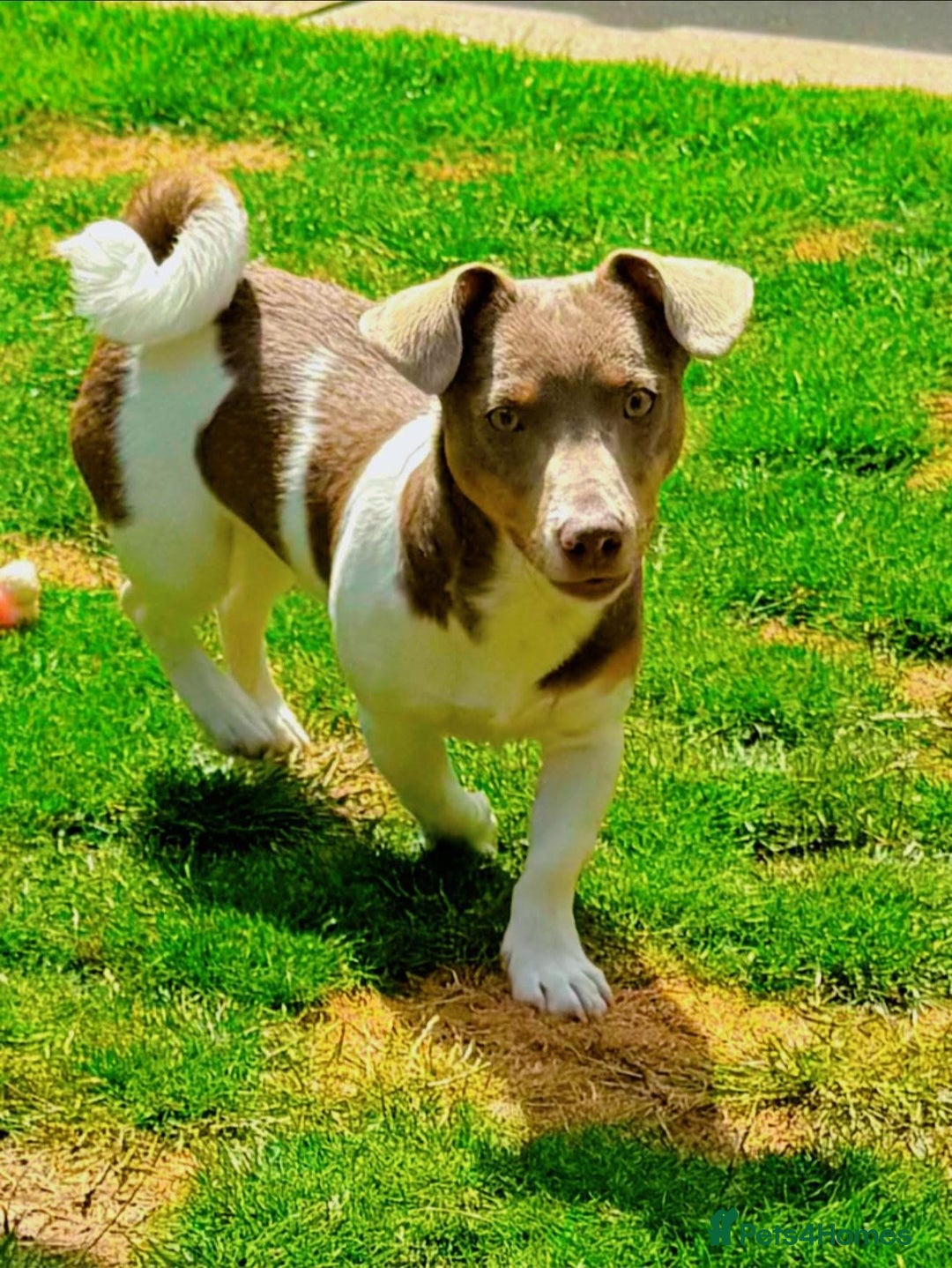 Jack Russell dogs for sale: DONJACKS PUPPIES ON THE WAY!! - Advert 17