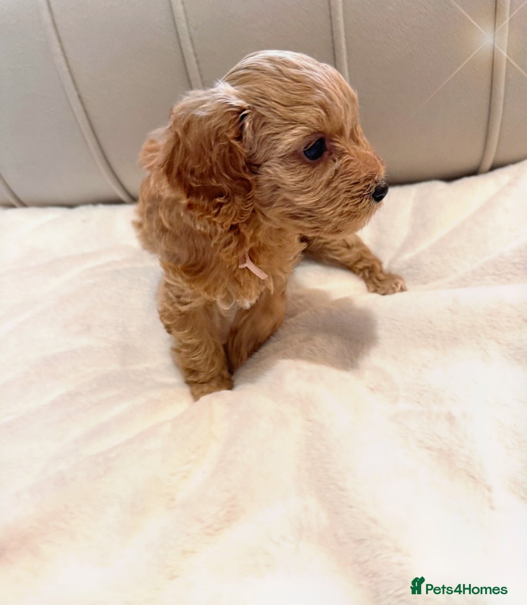Cavapoochon dogs for sale: Premium Quality Teddy Toy Cavapoochons F1B - Advert 23