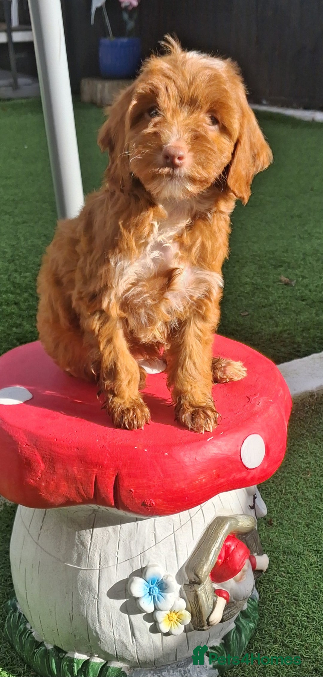 Cockapoo dogs for sale: ** LAST ADORABLE CURLY BLACK & WHITE COCKAPOOS **  - Advert 23